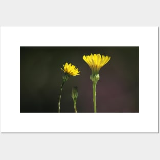 Dandelion Family - yellow wildflowers Posters and Art